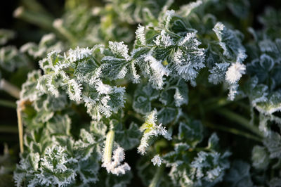 Close-up of frozen plant