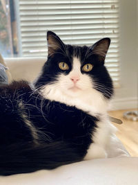 Close-up portrait of a cat