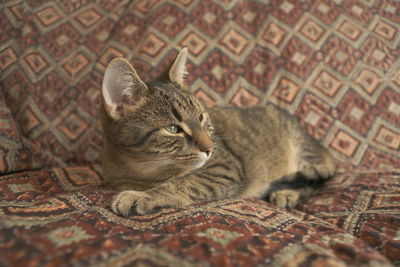 Cat lying on the floor