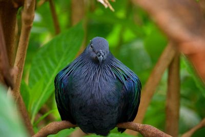 Close-up of bird perching on tree