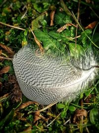 High angle view of mushroom growing on field