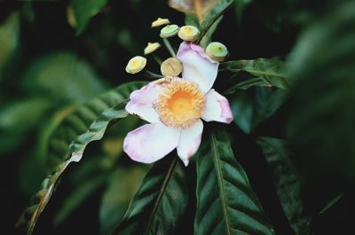 Close-up of flowering plant