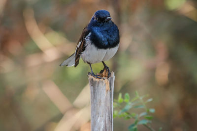 Close-up of bird perching on wooden post