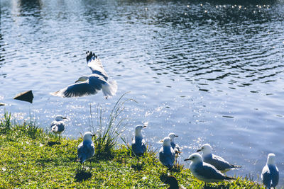 Birds flying over lake