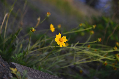 Close-up of yellow flowering plant