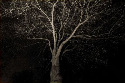 Bare tree at night