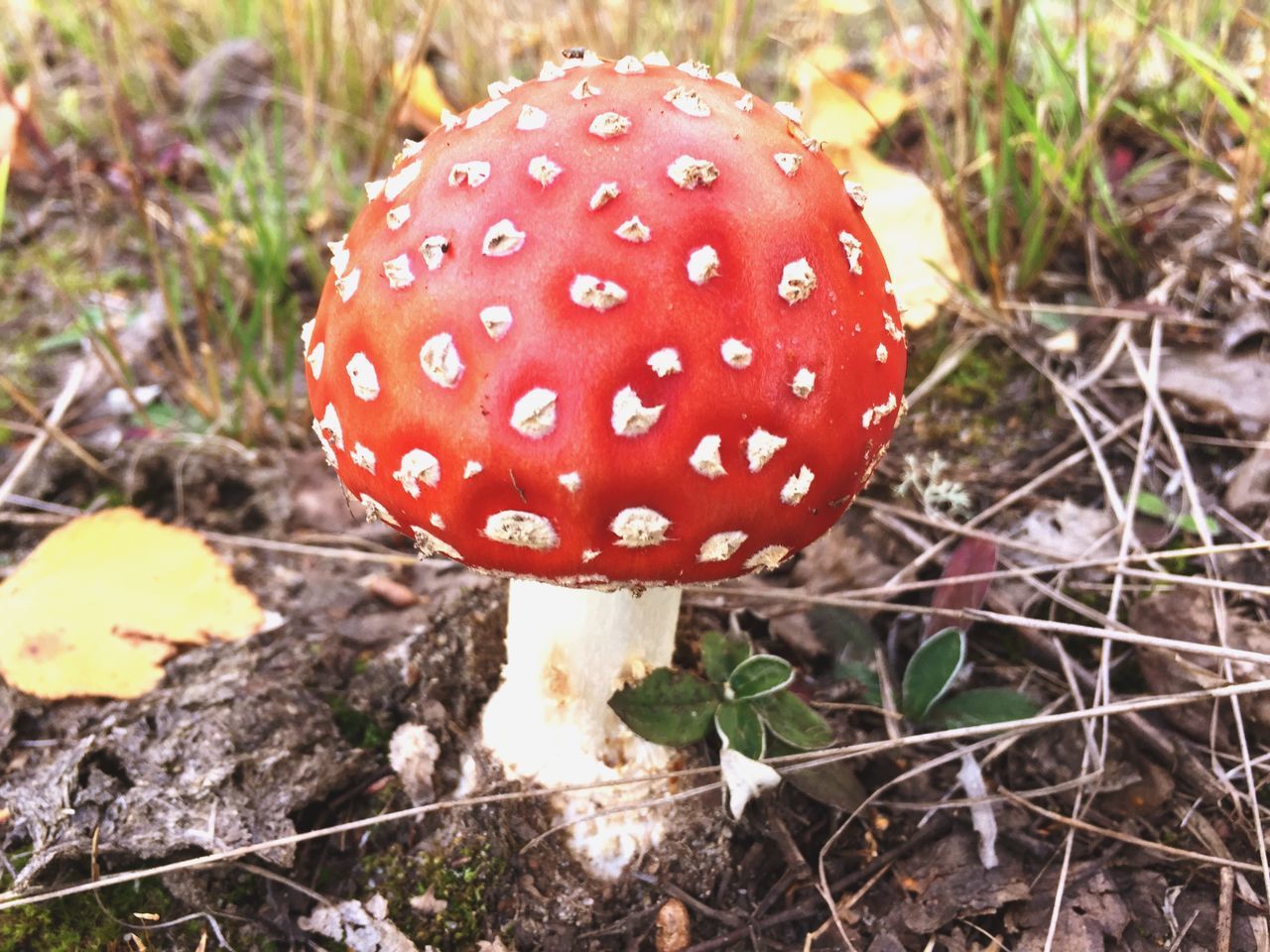 mushroom, fungus, toadstool, red, growth, close-up, fly agaric mushroom, forest, focus on foreground, nature, field, edible mushroom, uncultivated, plant, growing, grass, fragility, beauty in nature, freshness, day