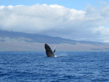 Whale in calm blue sea