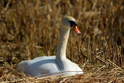 Close-up of swan