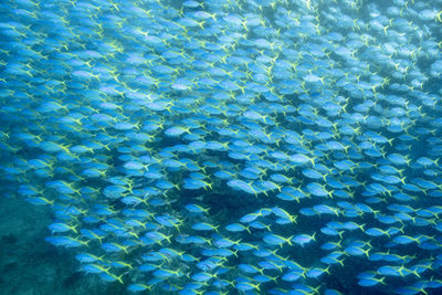 Full frame shot of blue water in swimming pool
