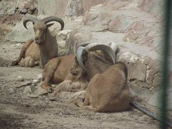 Sheep resting on a land