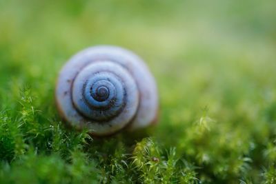 Close-up of snail on field