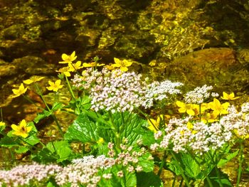 Close-up of yellow flowers