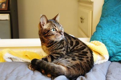 Cat looking away while sitting at home