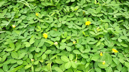 Full frame shot of yellow flowering plant