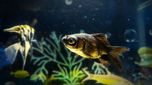 Close-up of fish swimming in aquarium