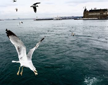 Seagulls flying over sea against sky