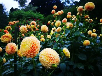 Close-up of flowers growing on tree