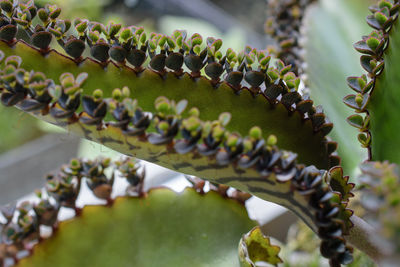 Close-up of green plant for sale