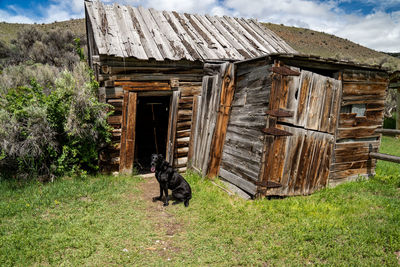 View of dog on field