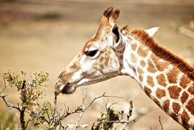 Close-up of giraffe eating plants