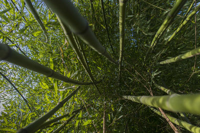 High angle view of trees growing on field
