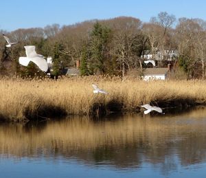 Birds flying over lake