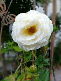 Close-up of white rose