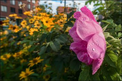 Close-up of wet pink flower blooming outdoors