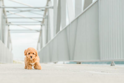 View of a dog on the floor