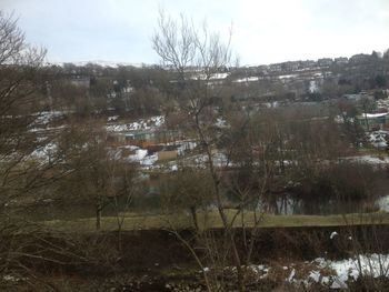 View of trees by calm lake