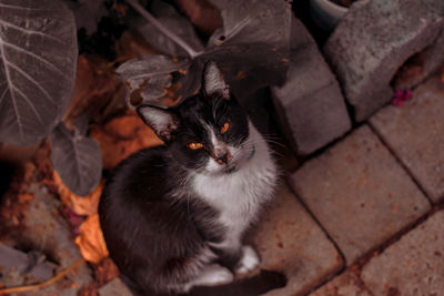 High angle portrait of cat sitting outdoors