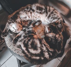 High angle view of cat sleeping