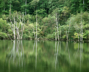 Reflection of trees in water