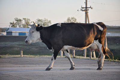 A large black and white cow is walking down the road