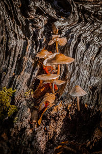 Close-up of lizard on tree trunk
