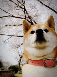 Close-up of white dog