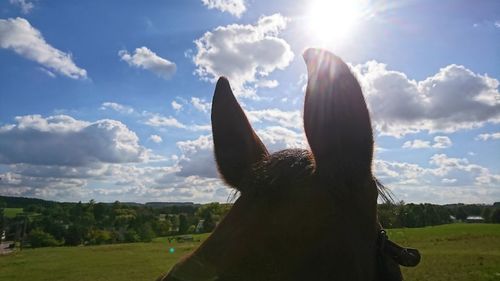 View of a horse on field