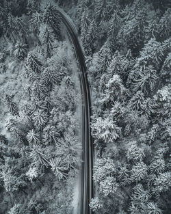 High angle view of trees growing on field