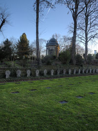 Trees in lawn