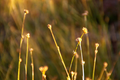 Close-up of wheat plant against bright sun