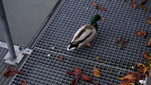 High angle view of bird perching in cage