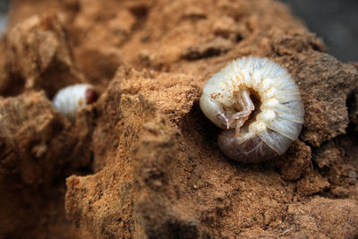 Larva of cockchafer in mud