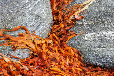 Close-up of autumn leaves on rock