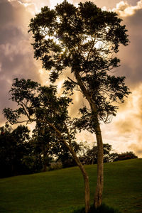 Tree on field against sky