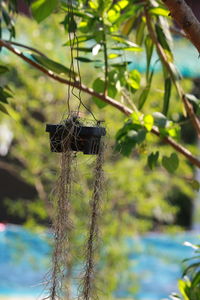 Close-up of a plant