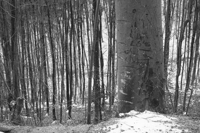 Trees in forest during winter