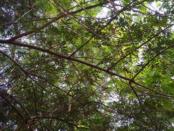 Low angle view of bamboo trees in forest