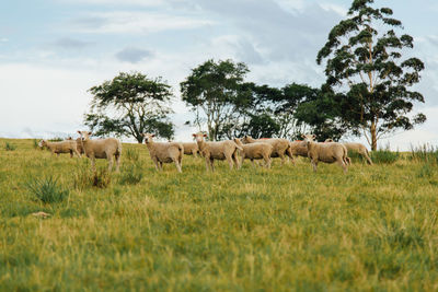 Horses grazing in a field