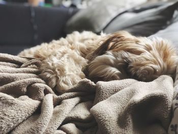 Close-up of dog sleeping on bed